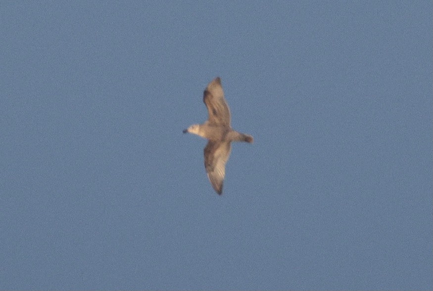 tanımsız Larus sp. - ML646887162