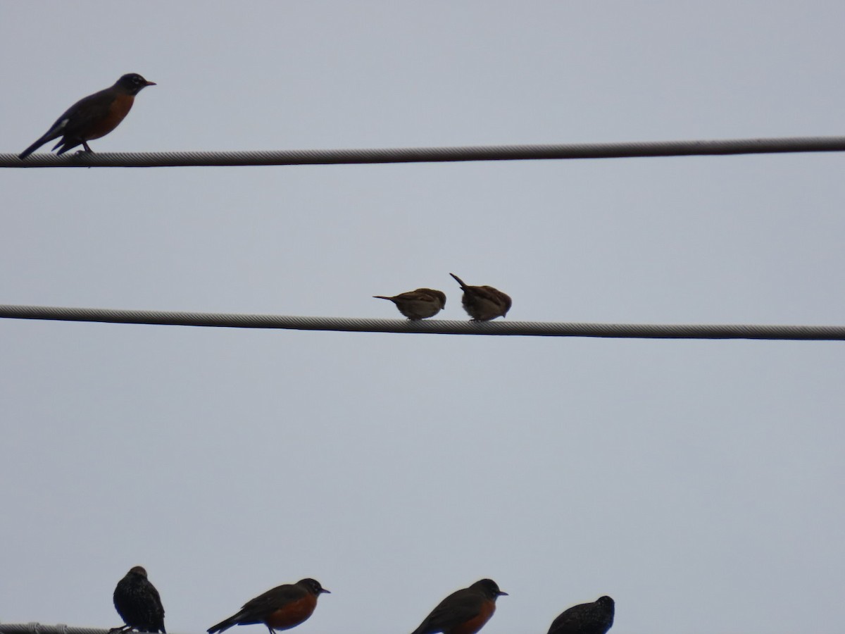 Gorrión Común - ML646887185