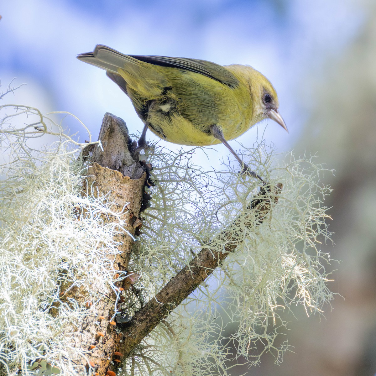 Alavay - ML646887188