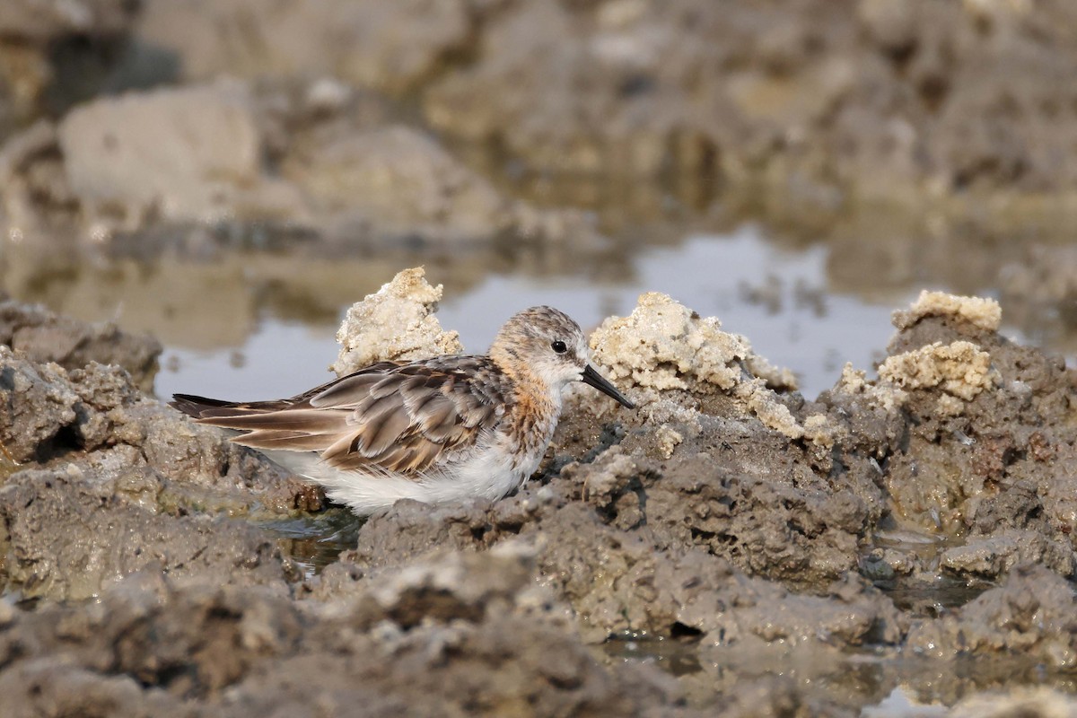 Zwergstrandläufer - ML646887192