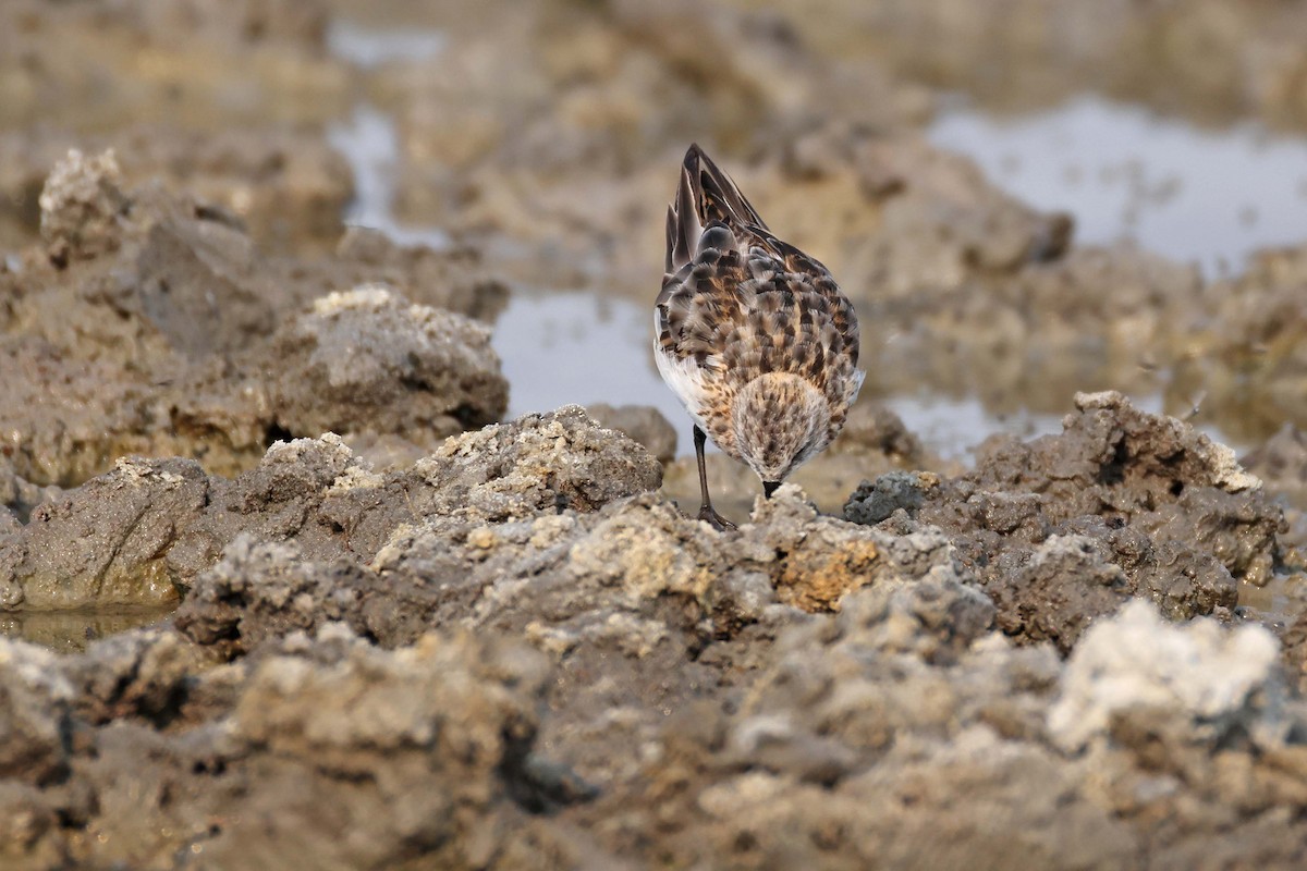 Zwergstrandläufer - ML646887199