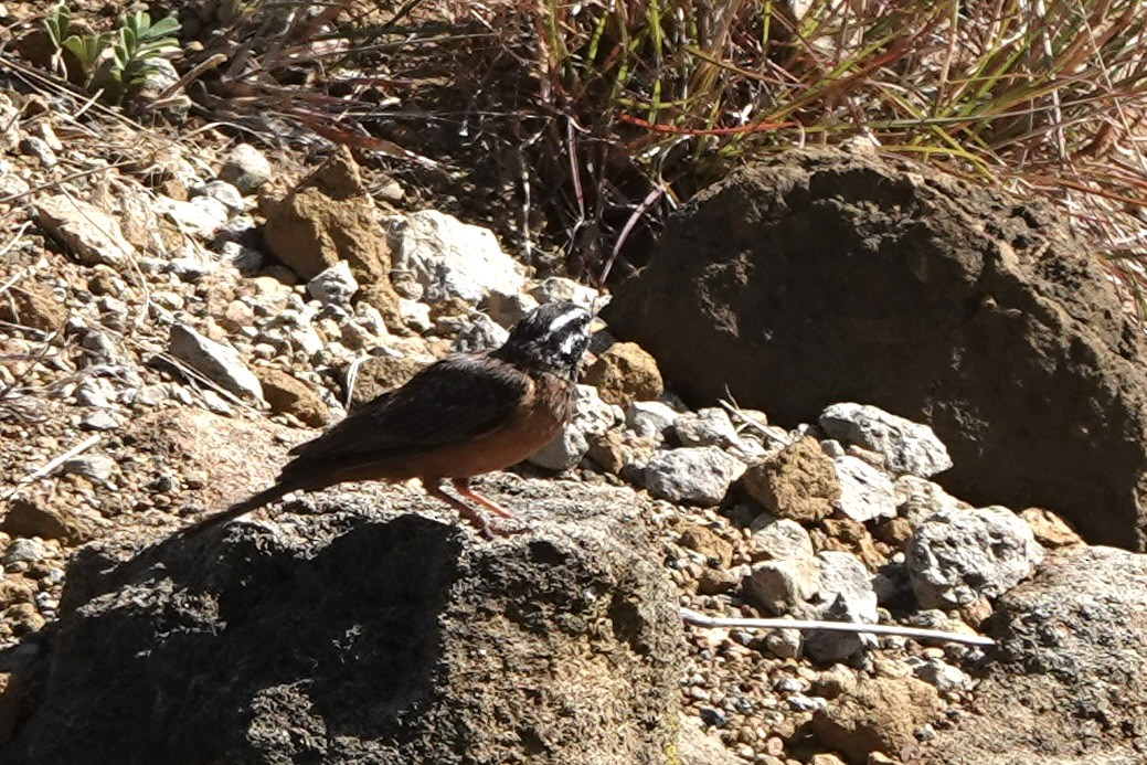 Cinnamon-breasted Bunting - ML646887215