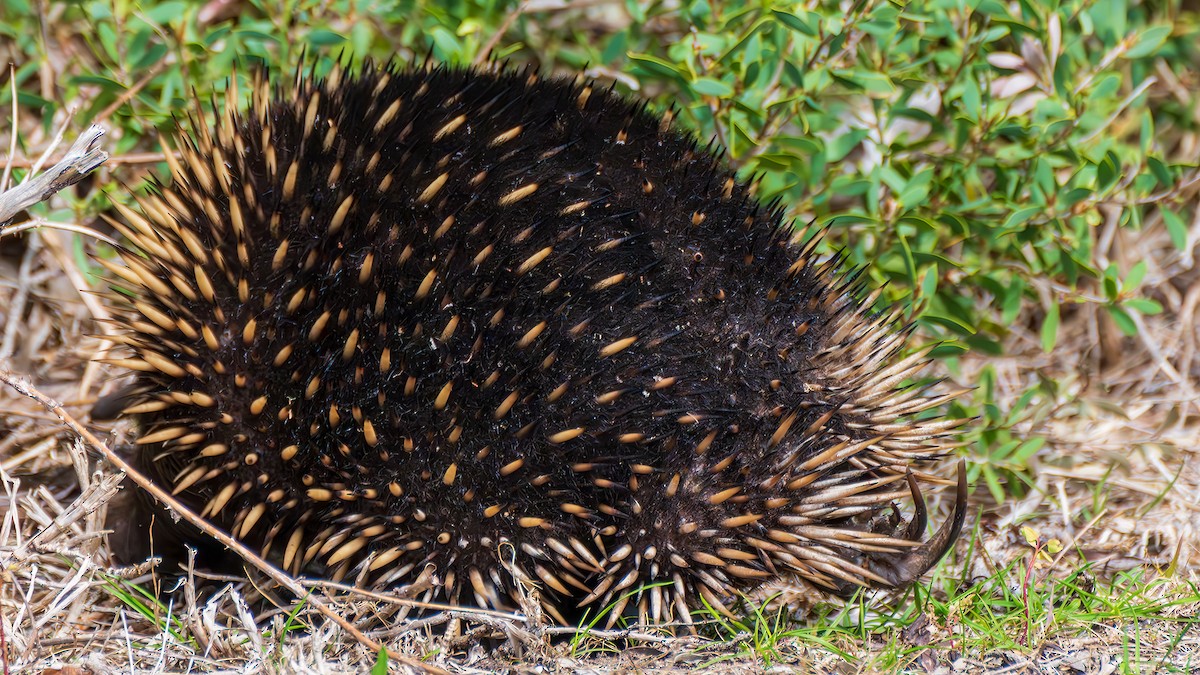 Млекопитающие - ML646887216