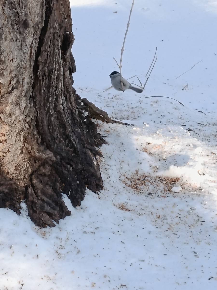 Cincia alpestre [gruppo montanus] - ML646887218