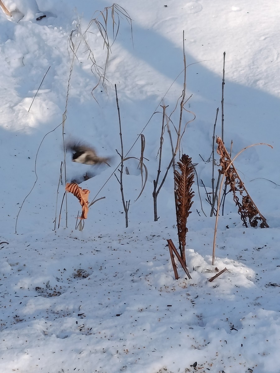 Cincia alpestre [gruppo montanus] - ML646887219