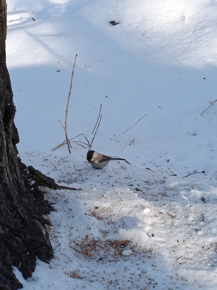 Cincia alpestre [gruppo montanus] - ML646887220