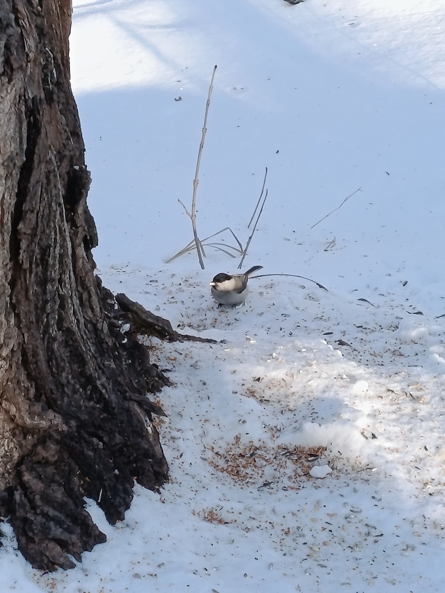 Cincia alpestre [gruppo montanus] - ML646887221