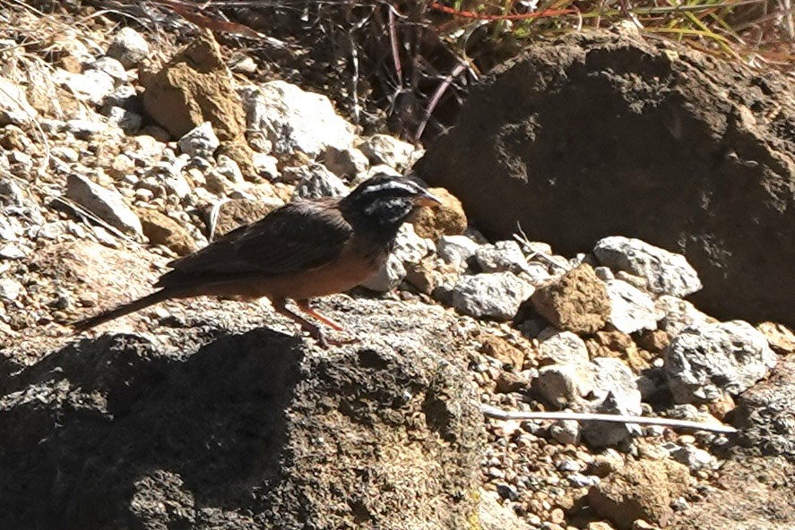 Cinnamon-breasted Bunting - ML646887222