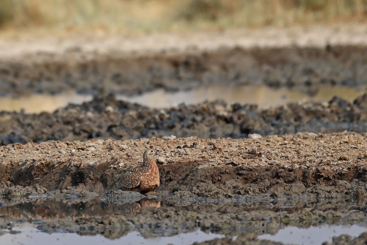 Рябок Берчелла - ML646887223