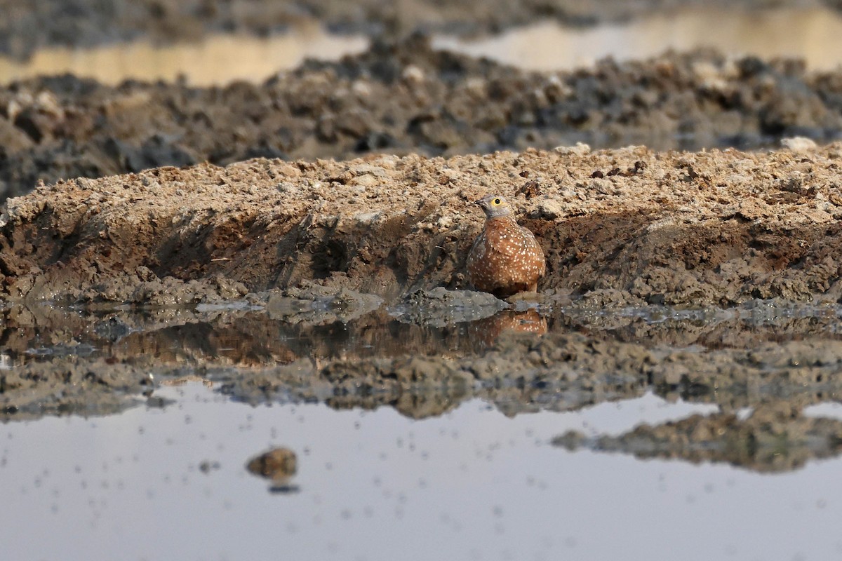 Рябок Берчелла - ML646887224