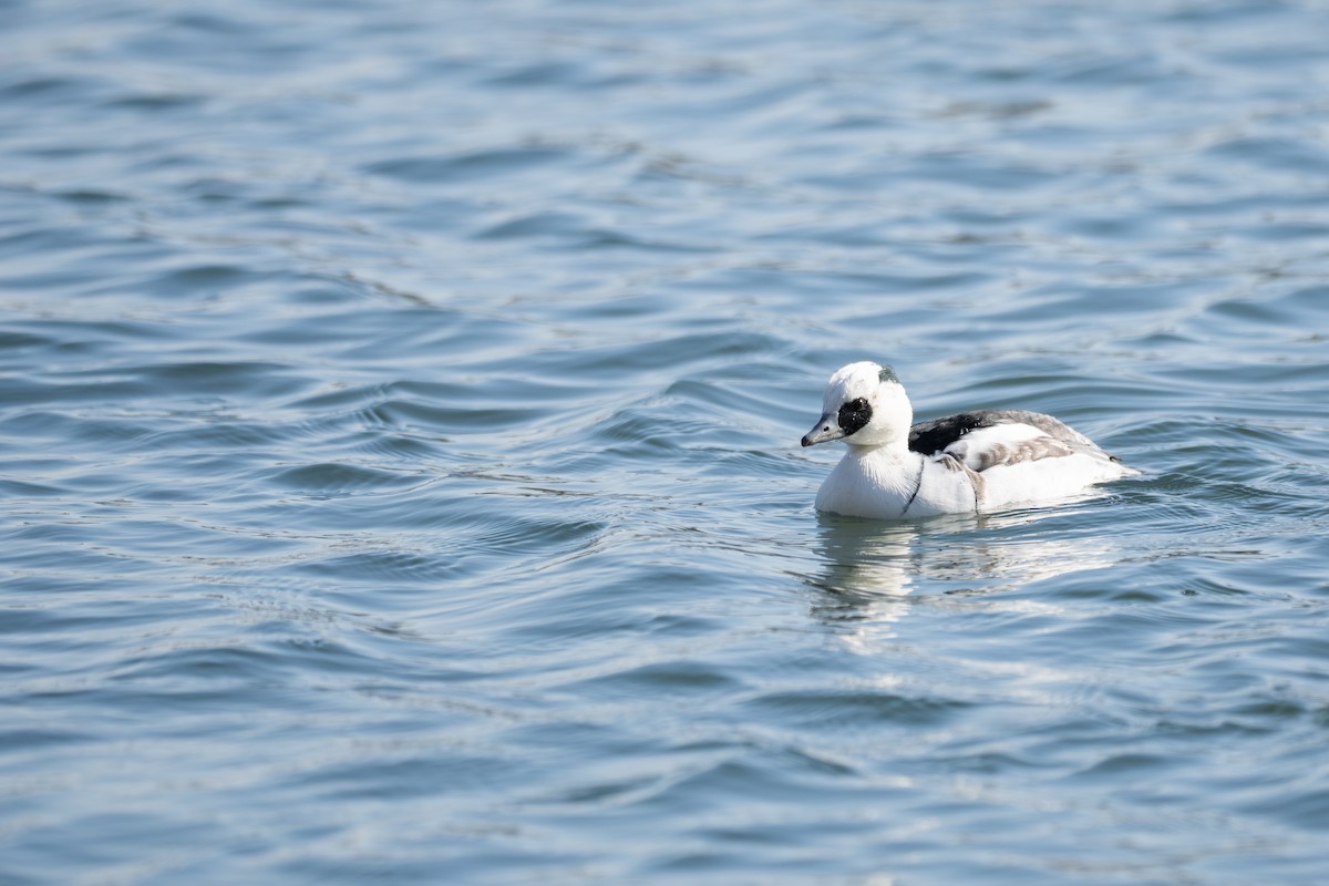 Zwergsäger - ML646887226