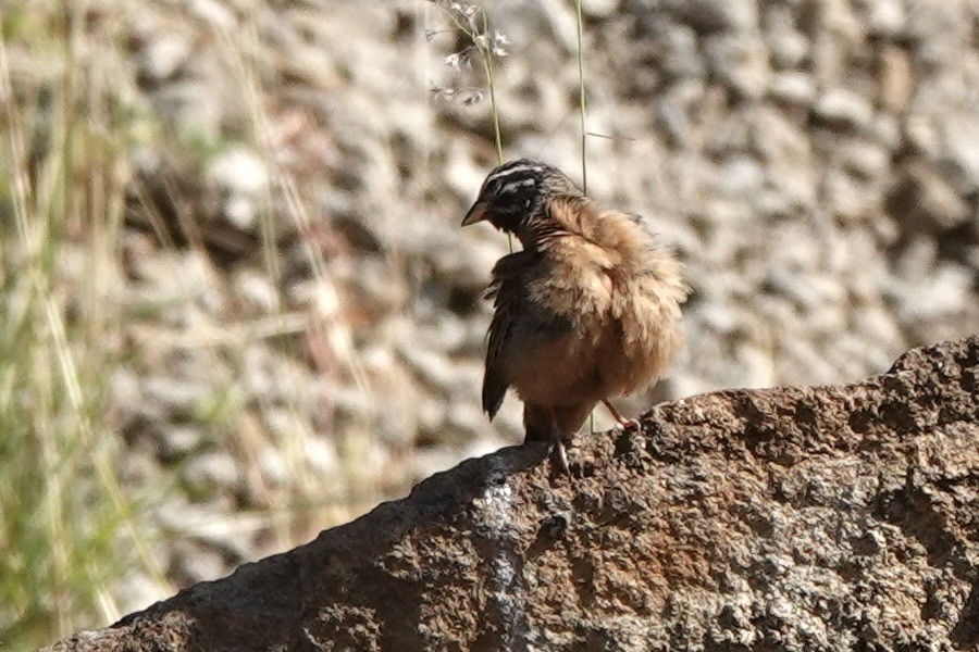 Cinnamon-breasted Bunting - ML646887227