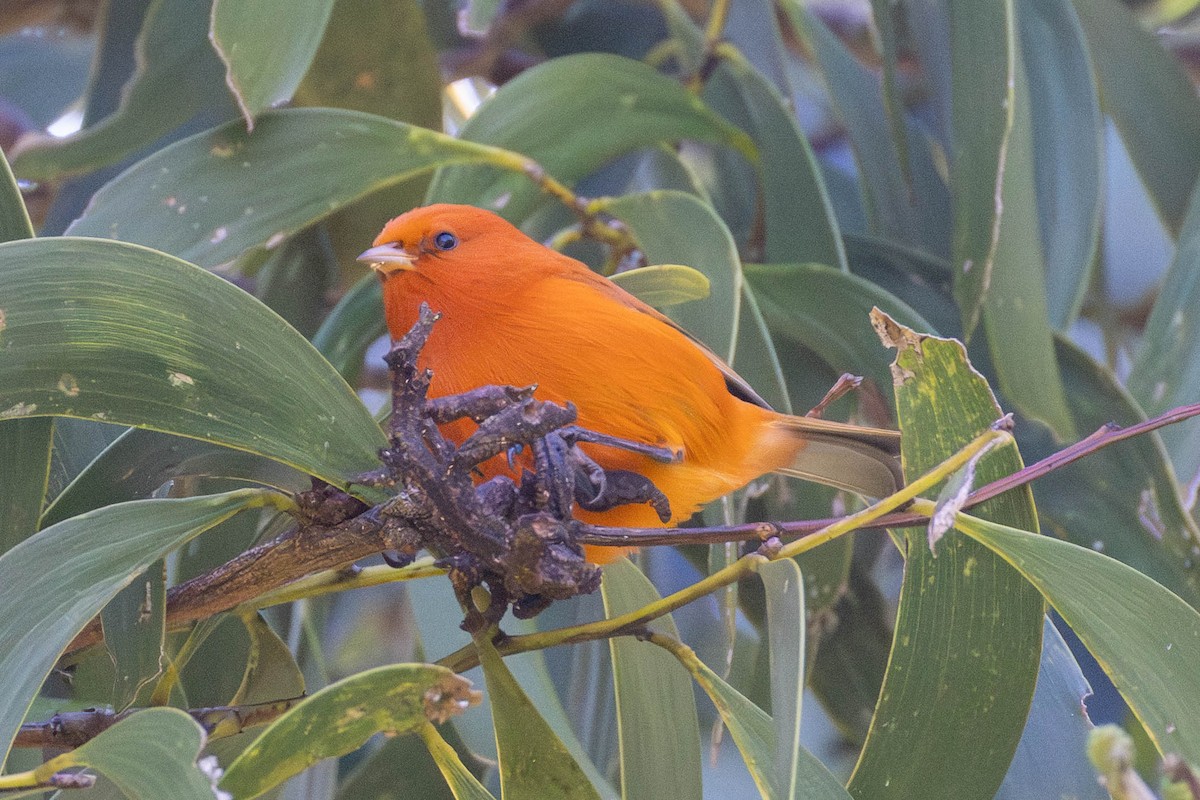 Hawaii Akepası - ML646887228