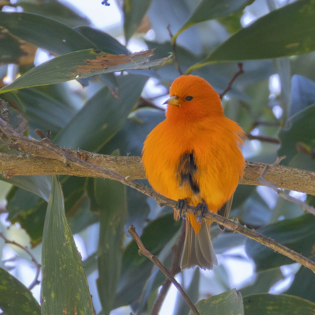 Hawaii Akepası - ML646887229