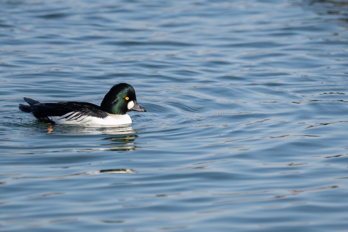 Schellente - ML646887230