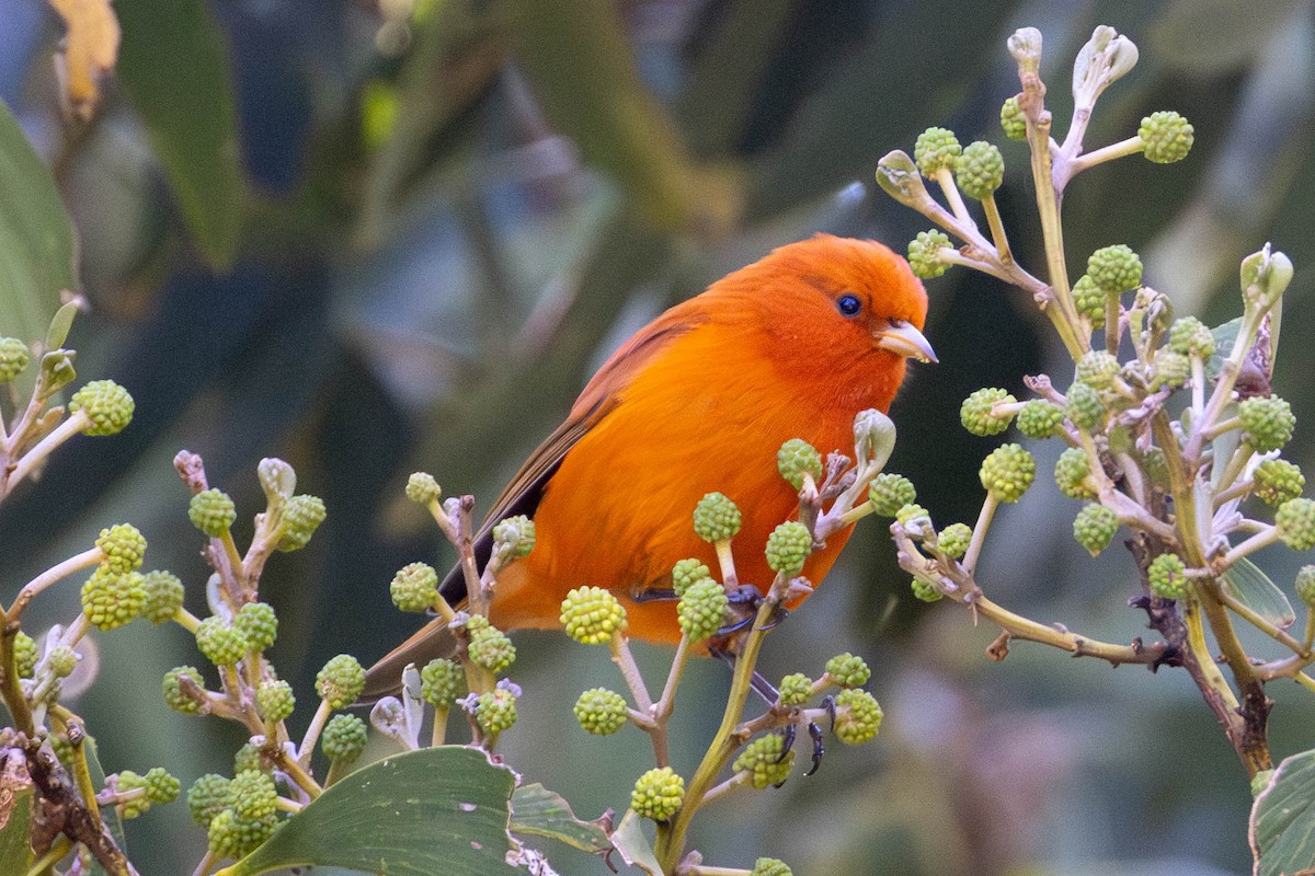 Hawaii Akepası - ML646887234