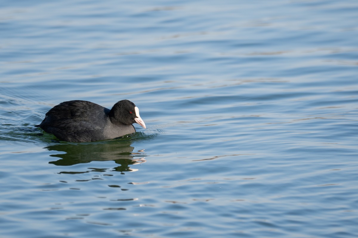 Blässhuhn - ML646887236