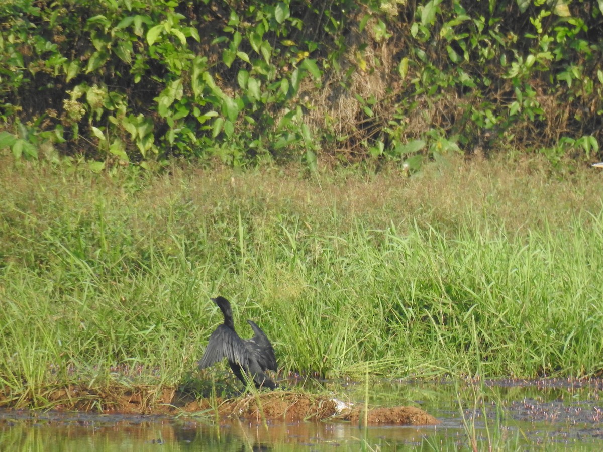 Little Cormorant - ML646887254