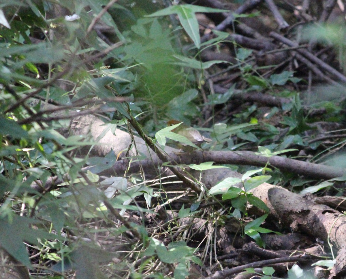 Chestnut-headed Tesia - ML646887269