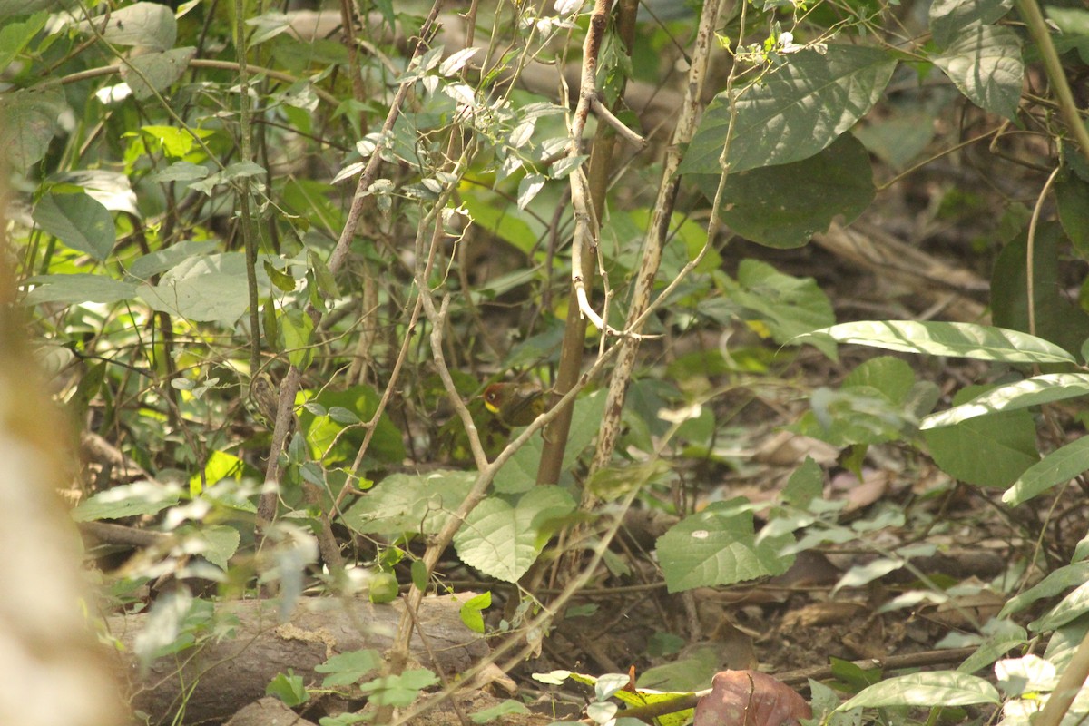 Chestnut-headed Tesia - ML646887270