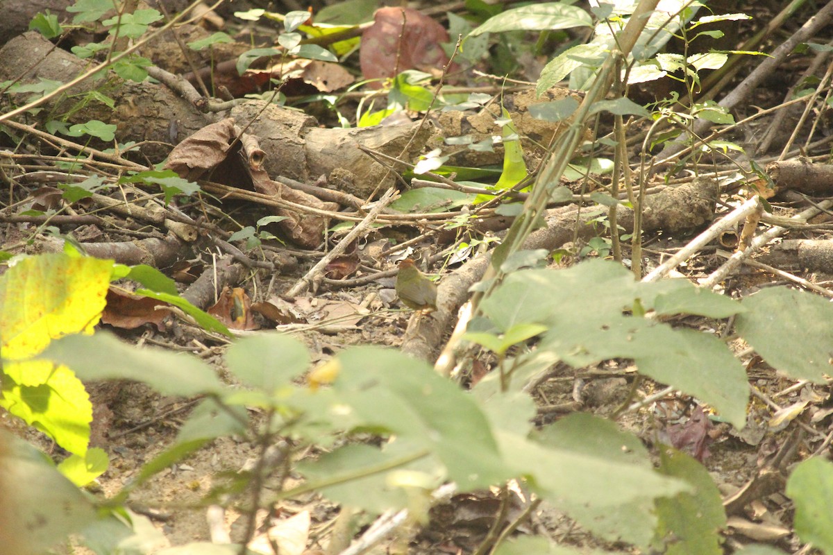 Chestnut-headed Tesia - ML646887271