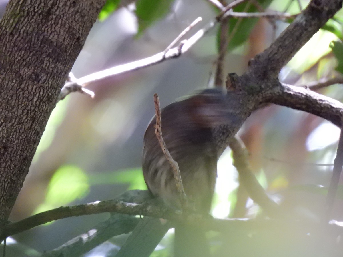Brown-eared Bulbul - ML646887273