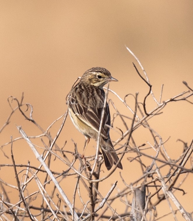 Лесной конёк - ML646887274