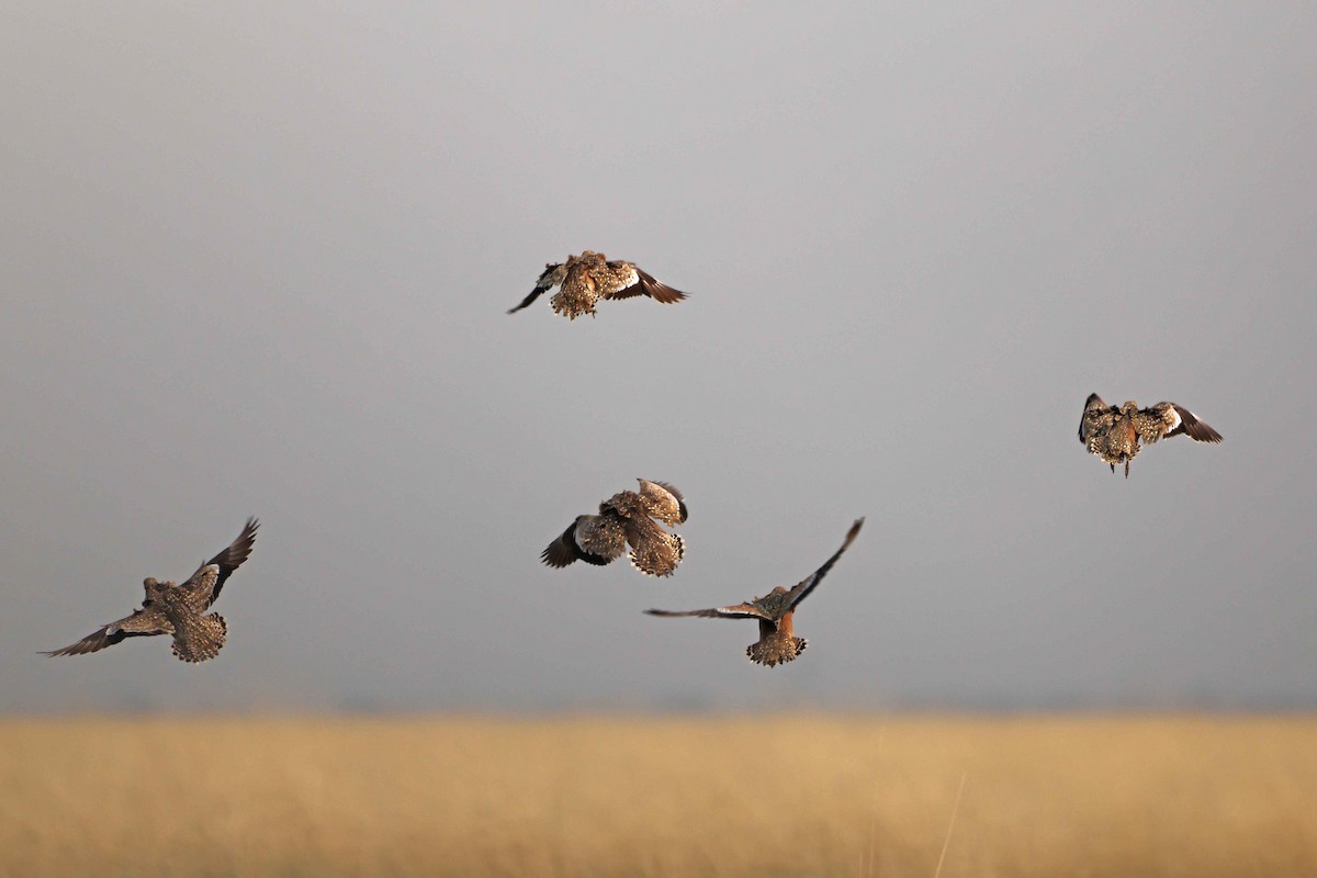 Рябок Берчелла - ML646887278