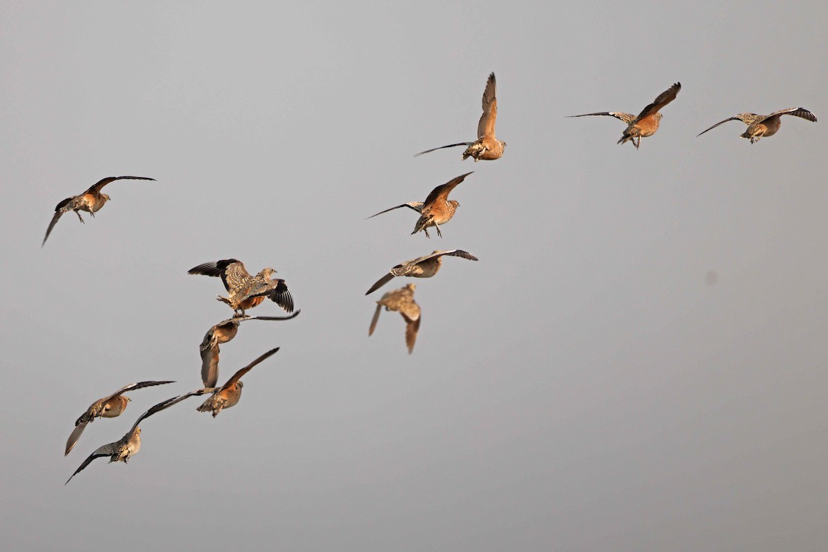 Рябок Берчелла - ML646887279