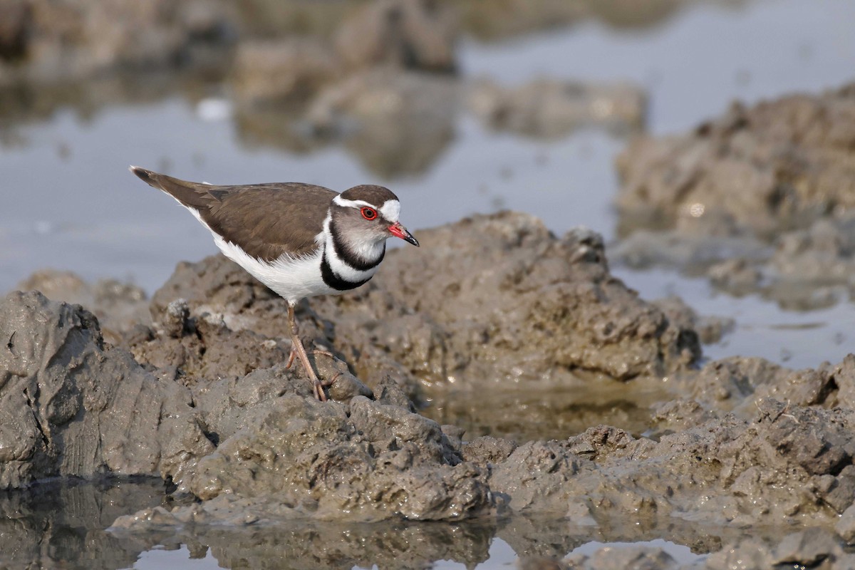 Three-banded Plover - ML646887310