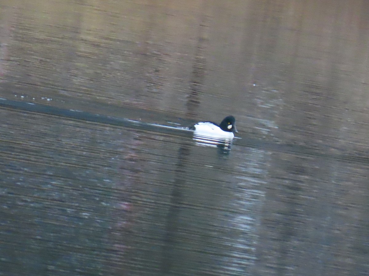 Schellente - ML646887313