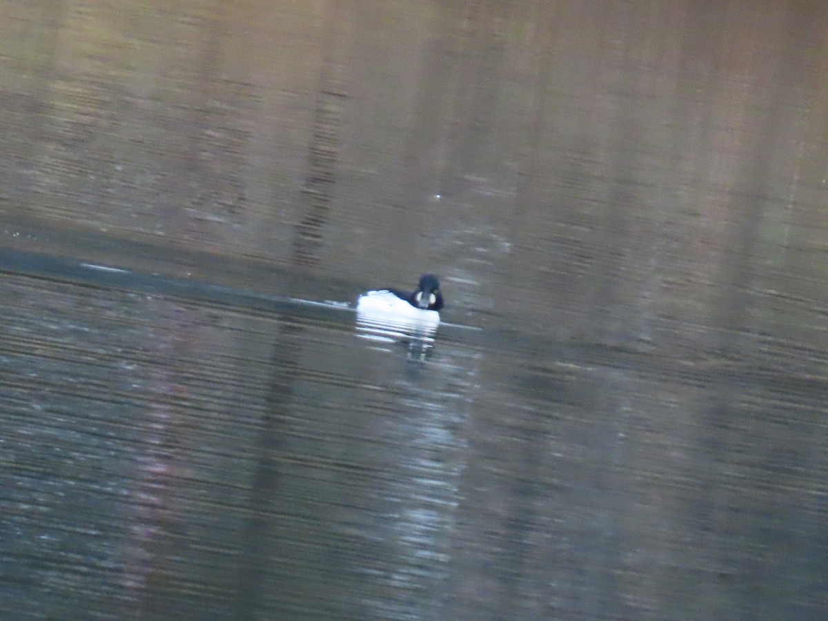 Schellente - ML646887314