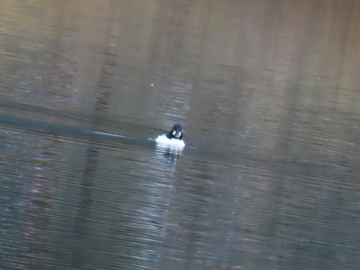 Schellente - ML646887315