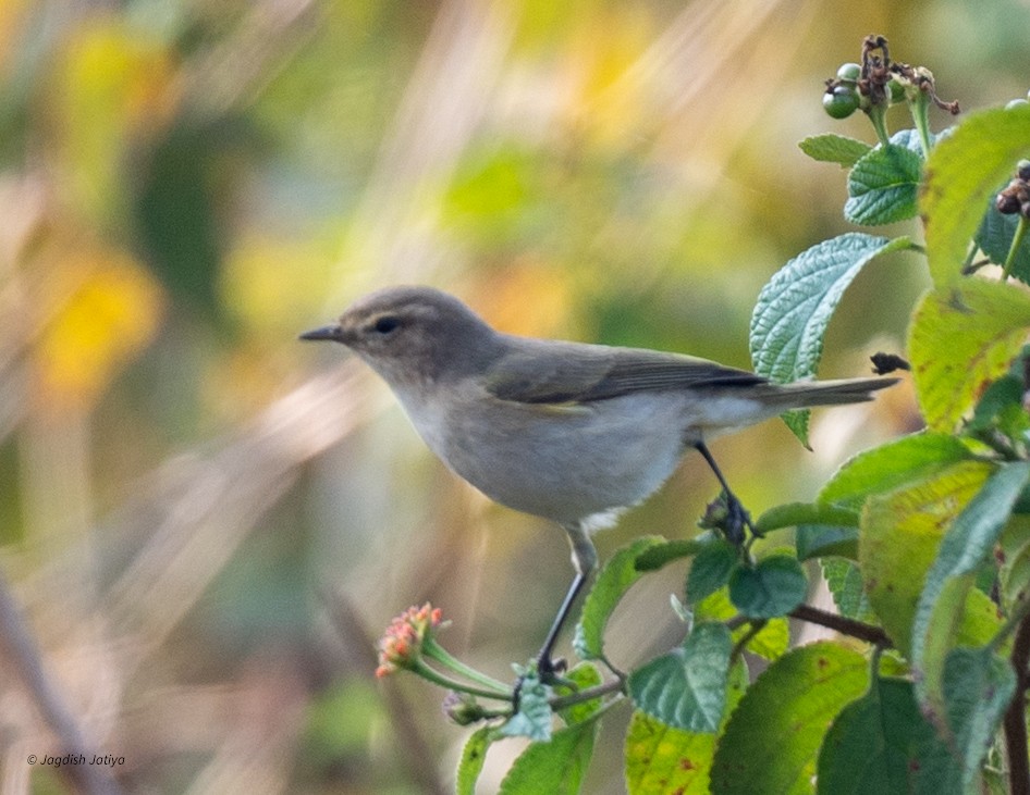 Common Chiffchaff (Siberian) - ML646887318
