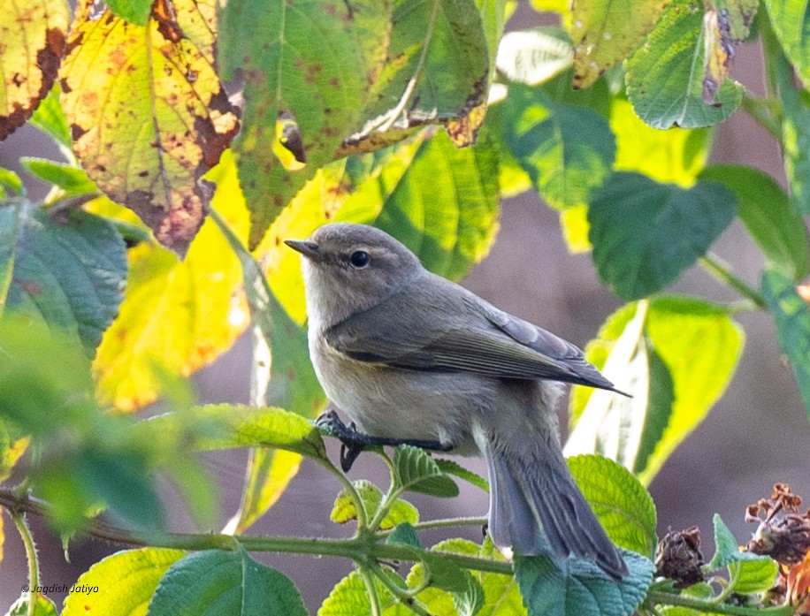 Common Chiffchaff (Siberian) - ML646887319