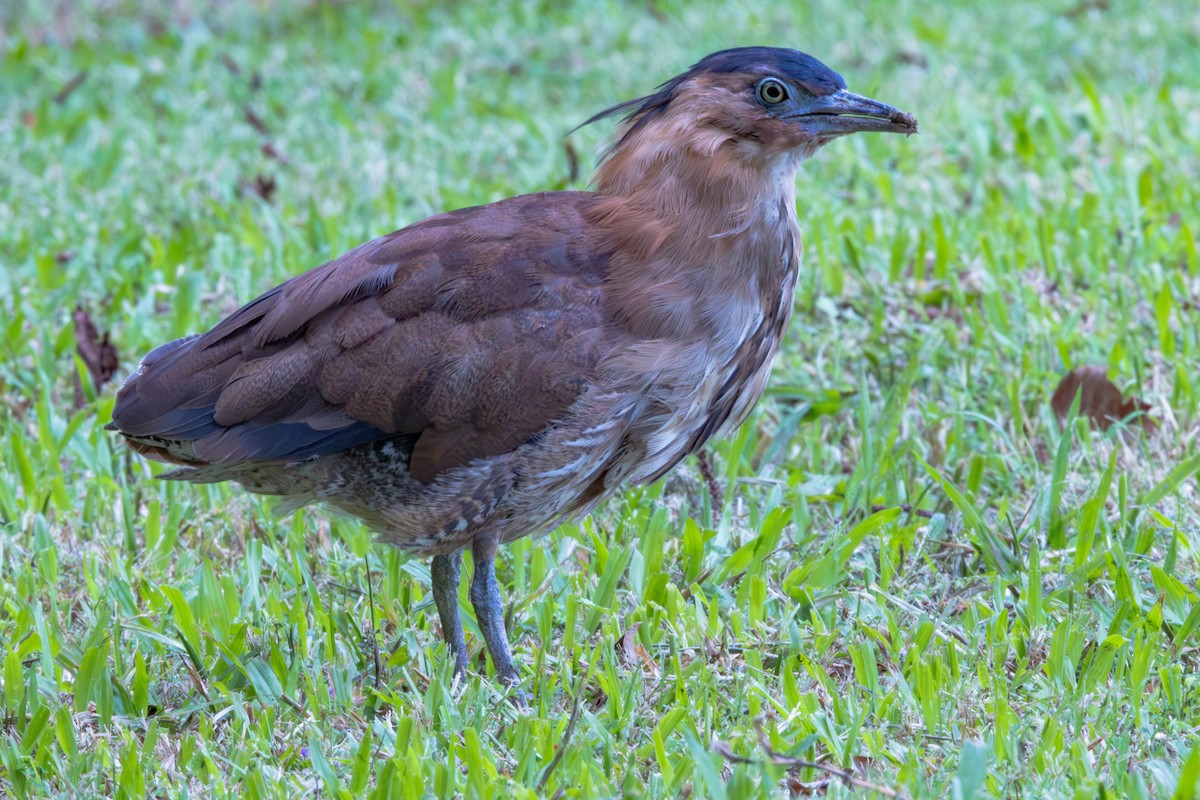 kvakoš indomalajský - ML646887326