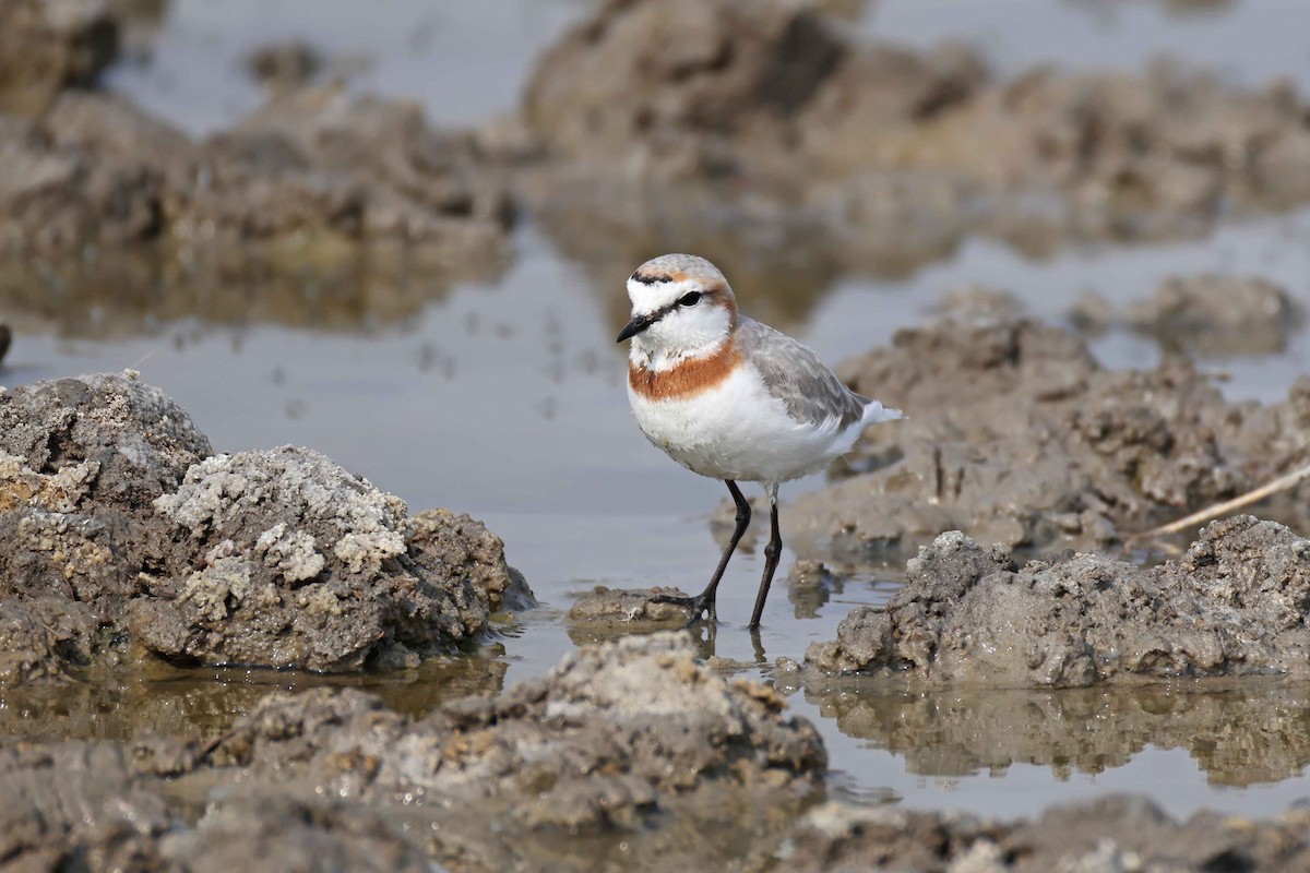 Chestnut-banded Plover - ML646887327