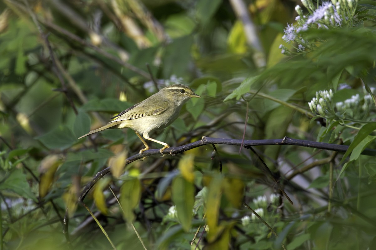 Koca Başlı Çıvgın - ML646887330