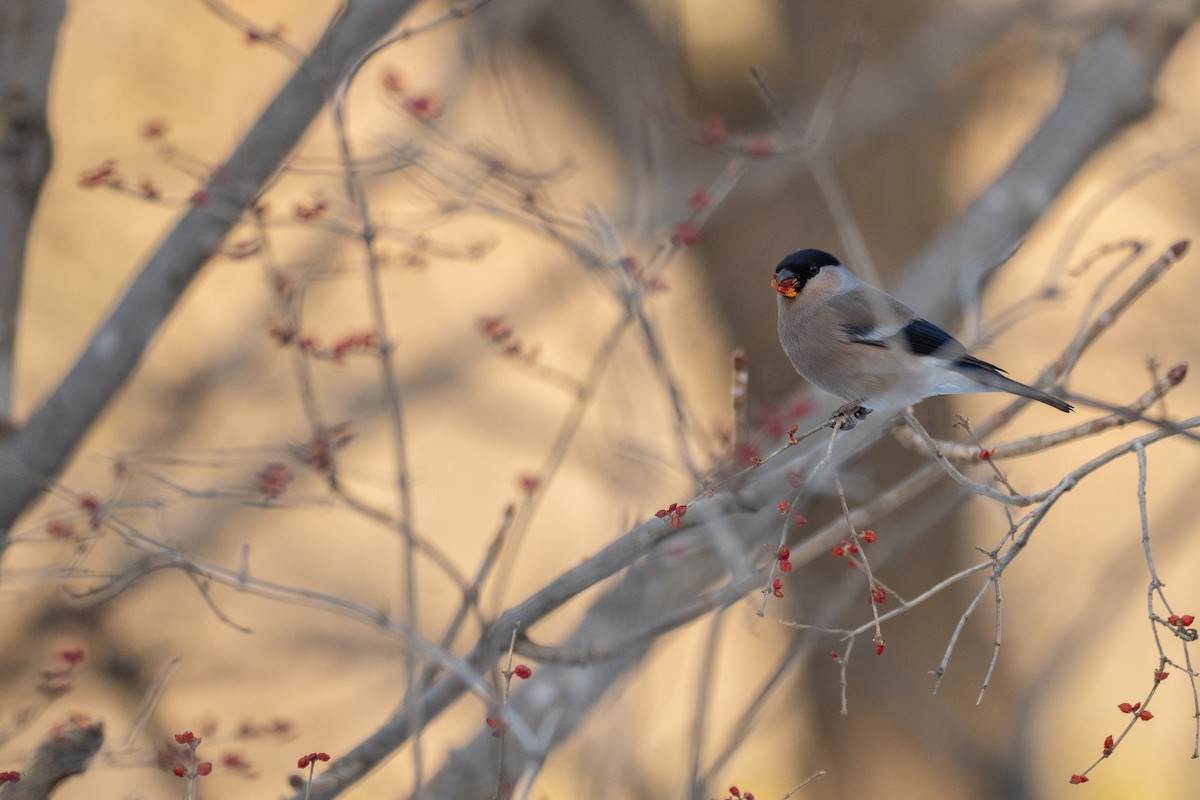 Gimpel - ML646887331