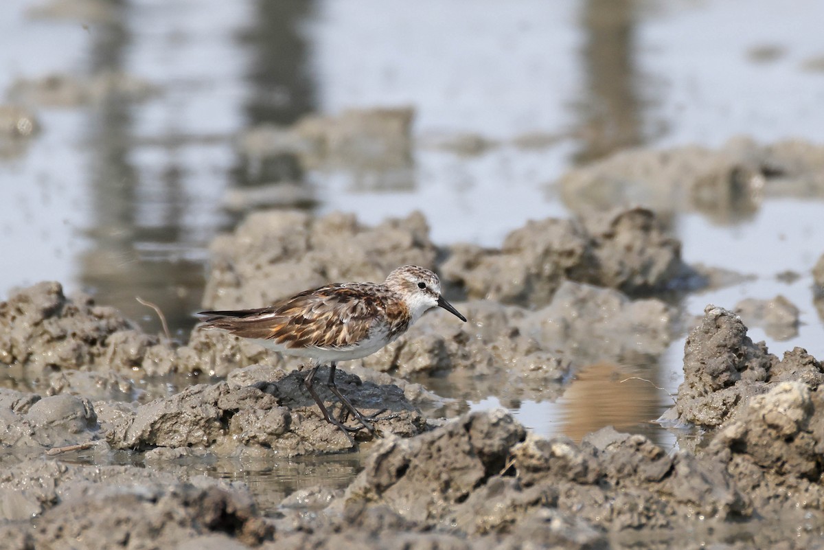 jespák malý - ML646887332