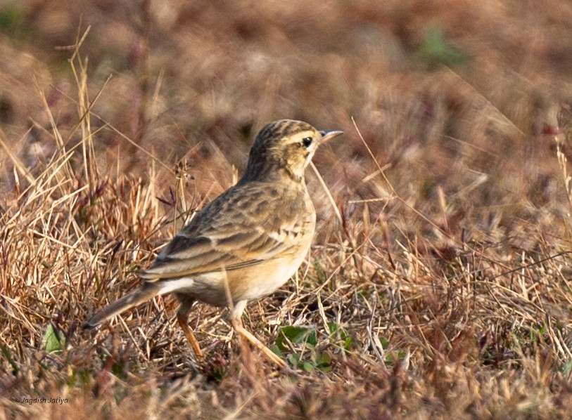 linduška rýžová - ML646887333