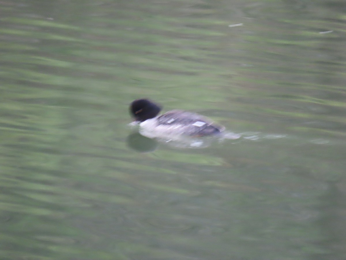 hohol islandský - ML646887334