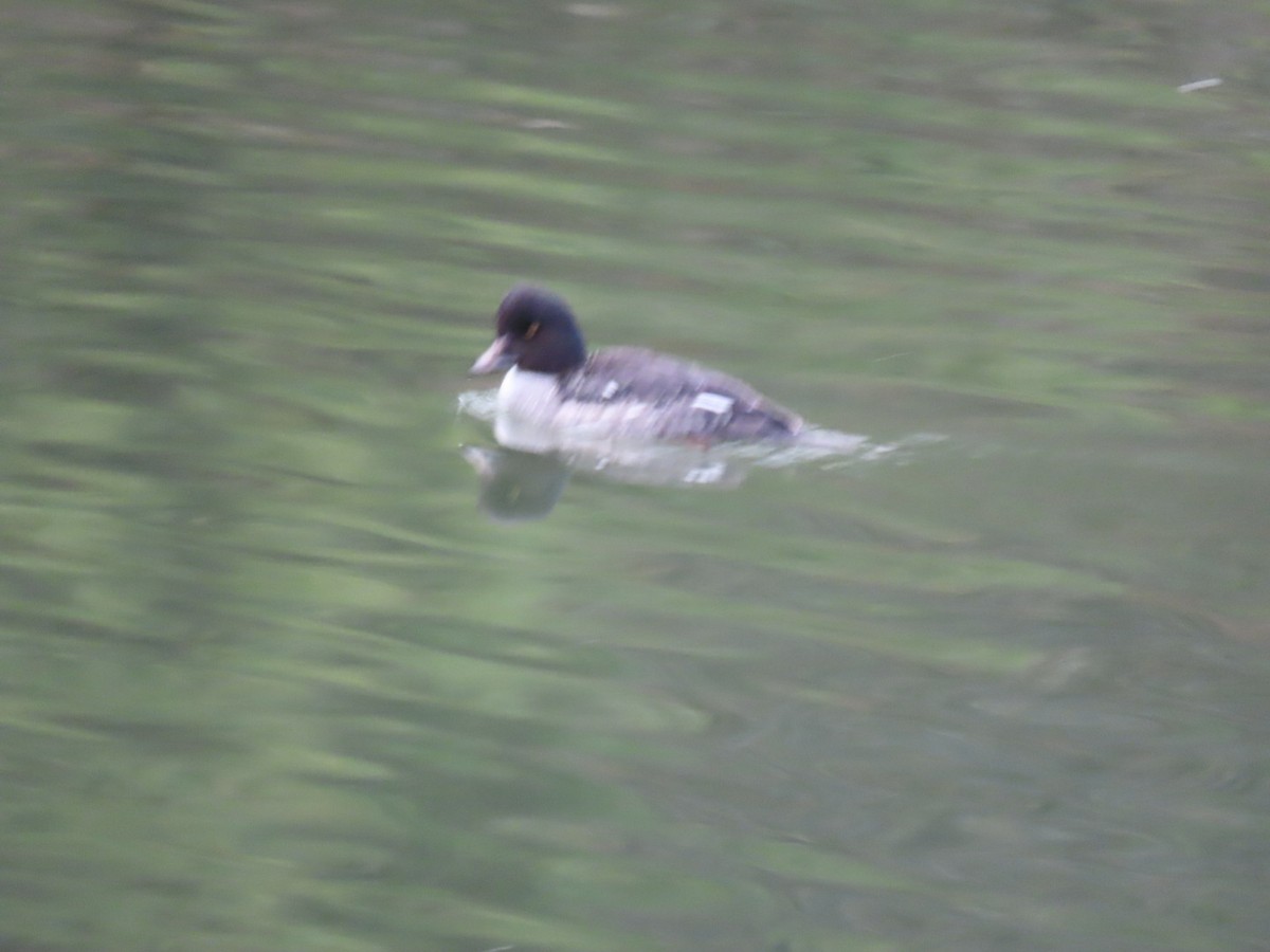 hohol islandský - ML646887335