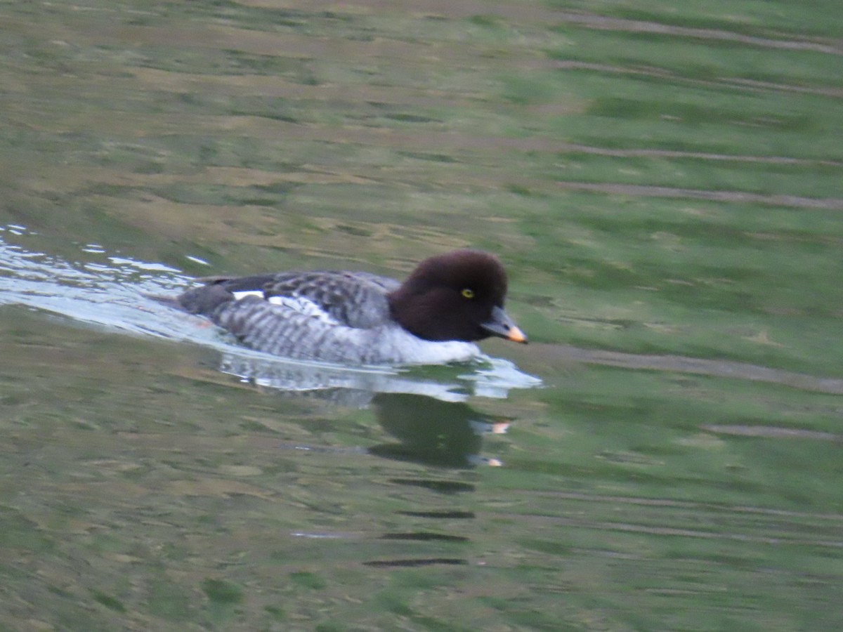 hohol islandský - ML646887336