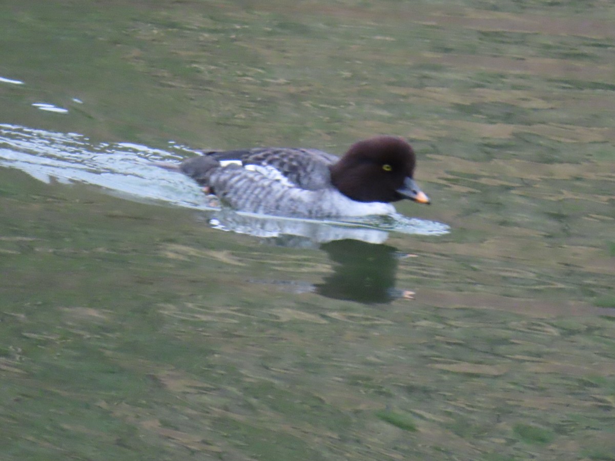 hohol islandský - ML646887337