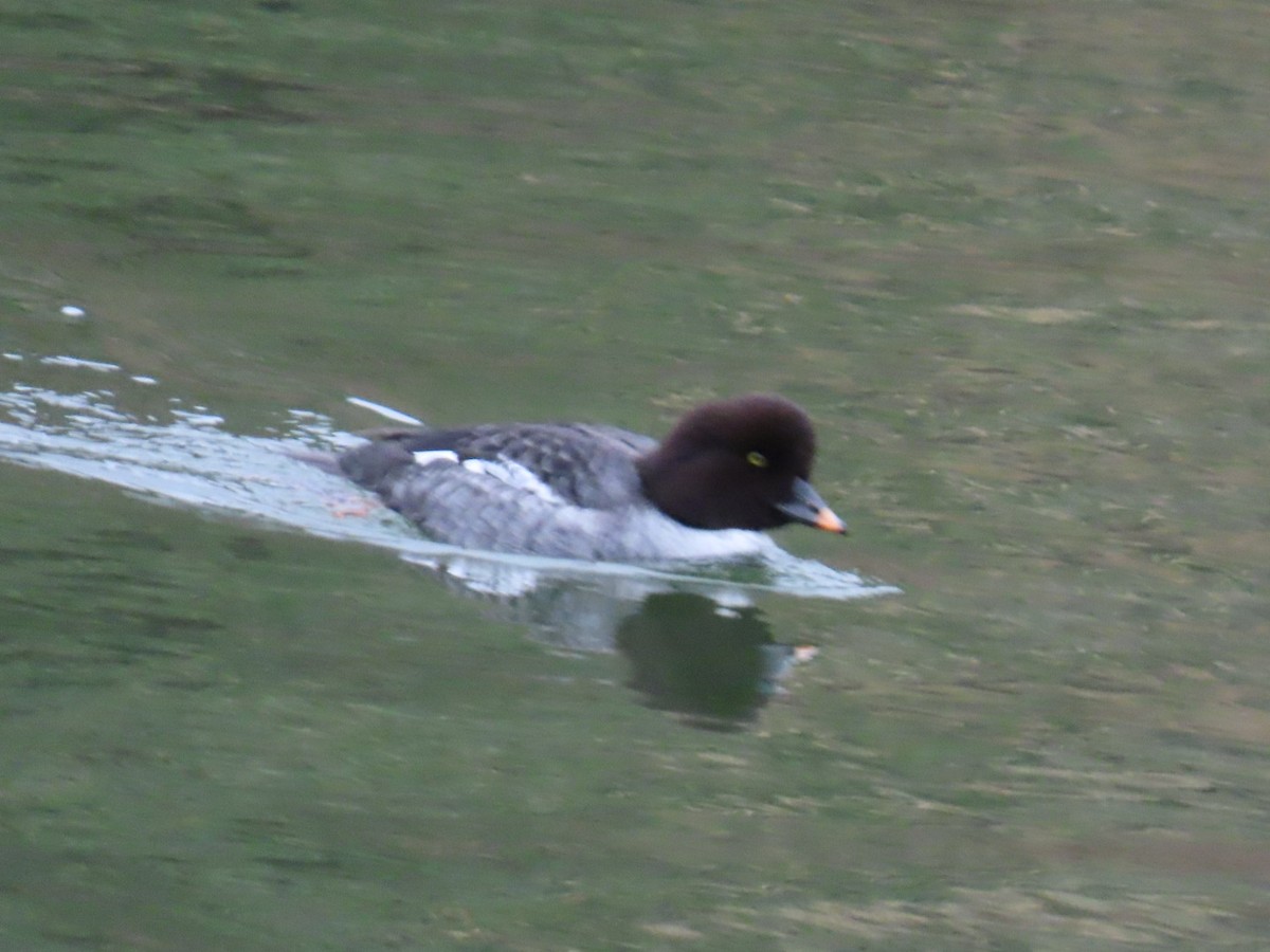 hohol islandský - ML646887338