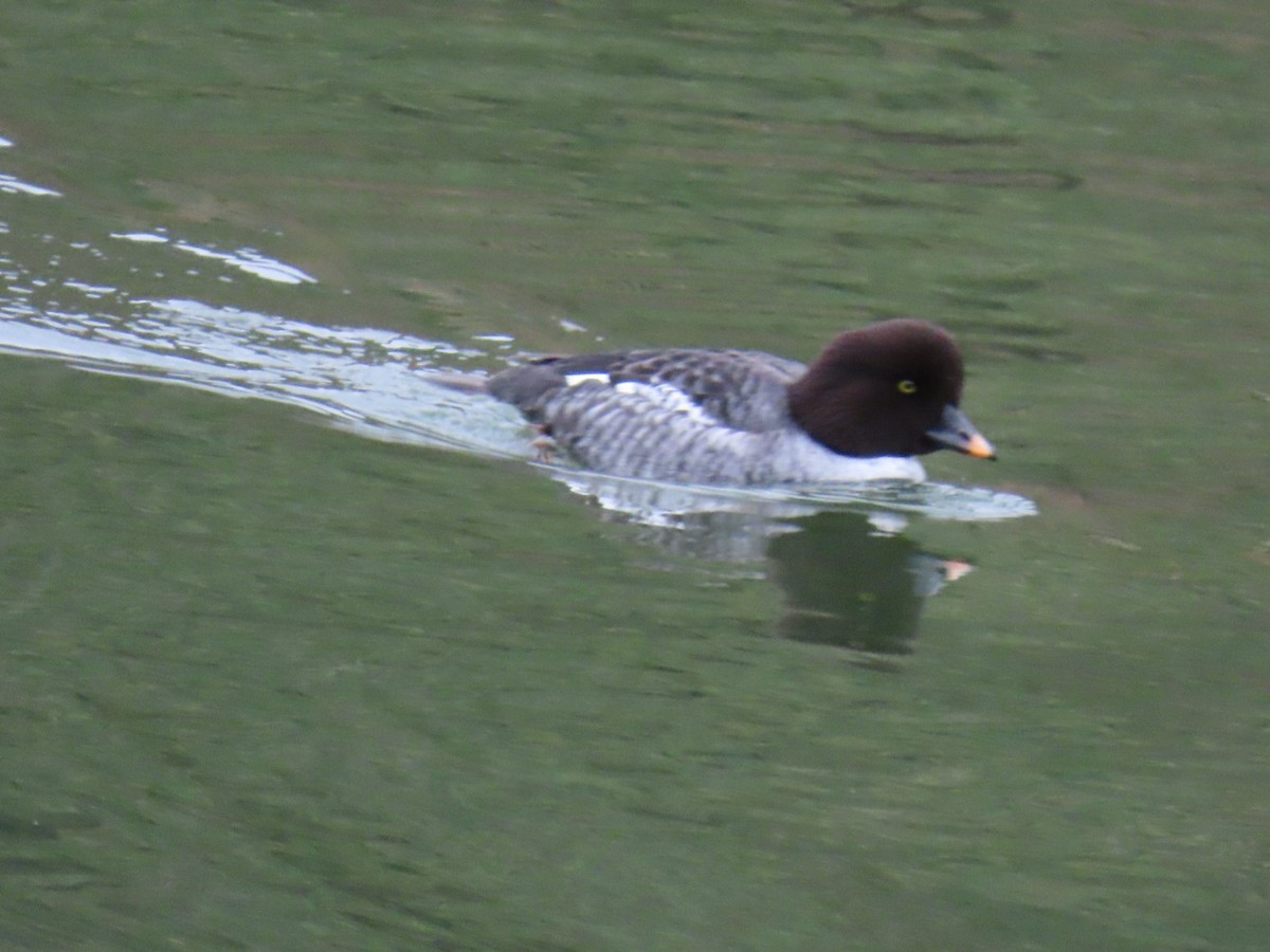 hohol islandský - ML646887339