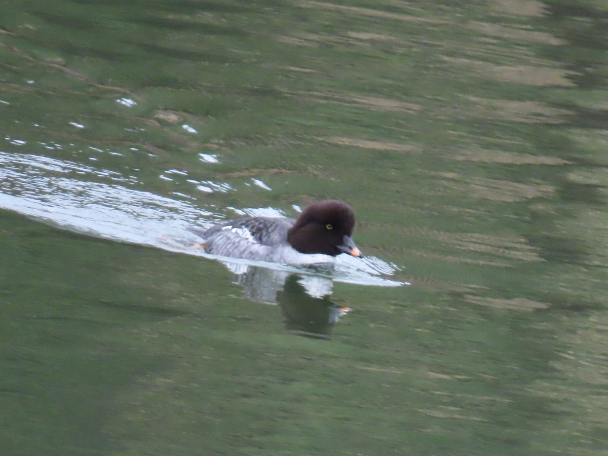 hohol islandský - ML646887340