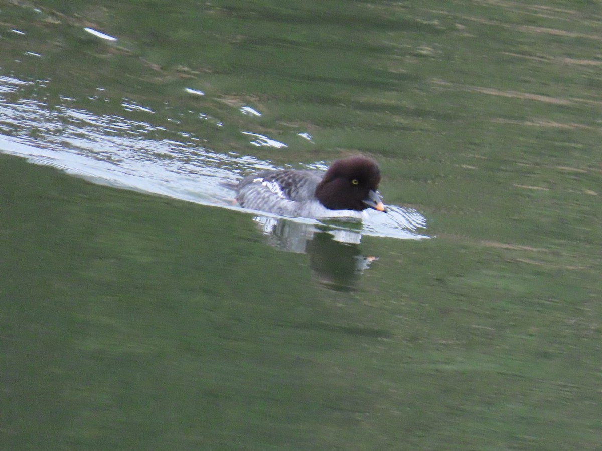 hohol islandský - ML646887341