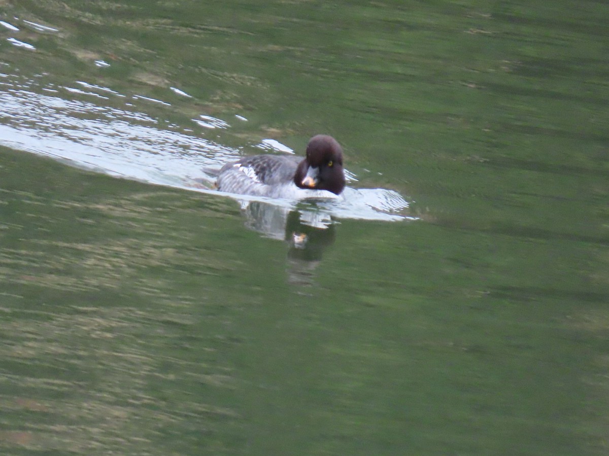 hohol islandský - ML646887342